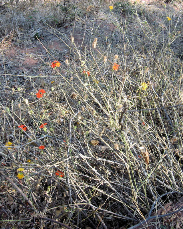 Crossandra spinescens