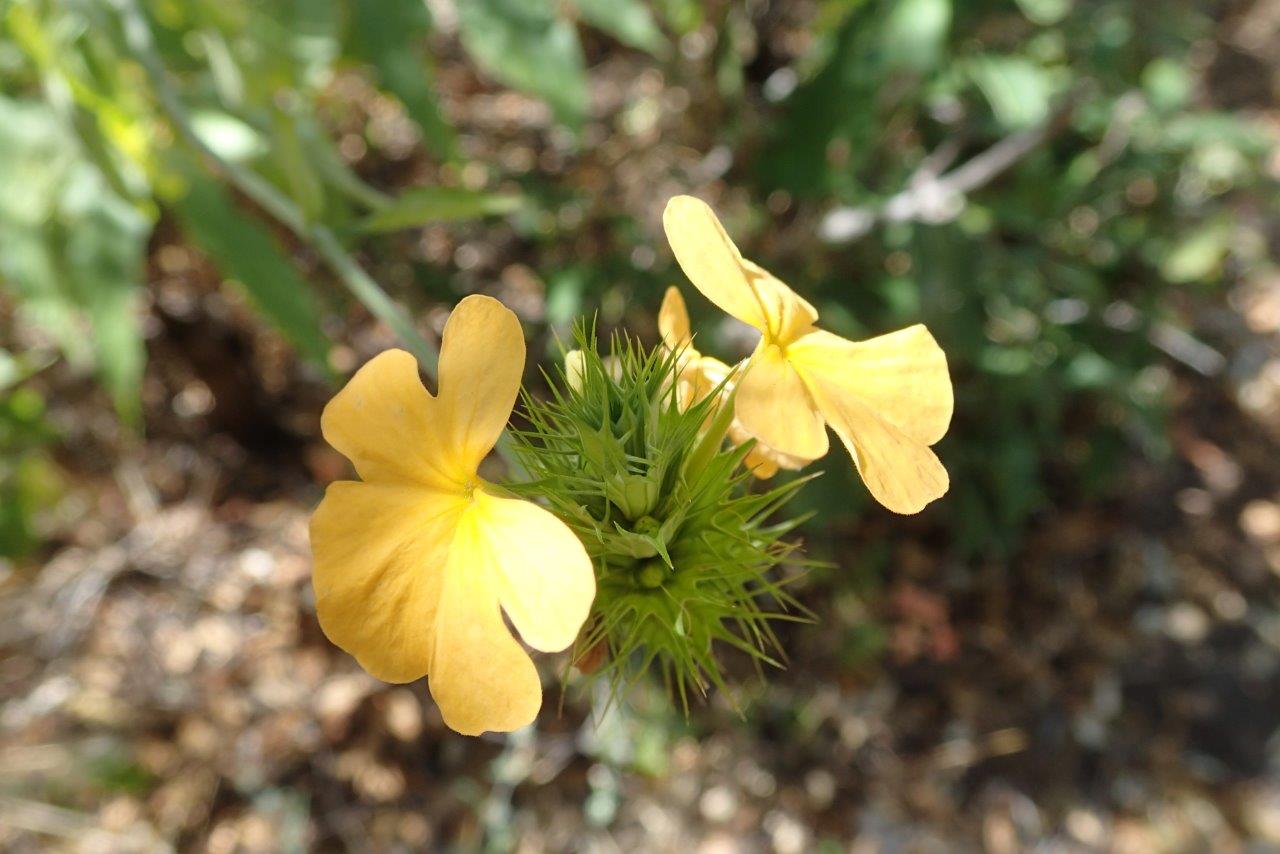 Crossandra spinescens