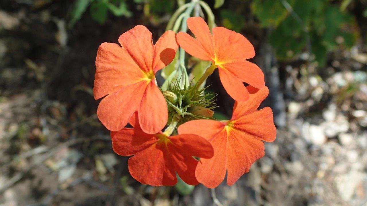 Crossandra spinescens Crossandra spinescens