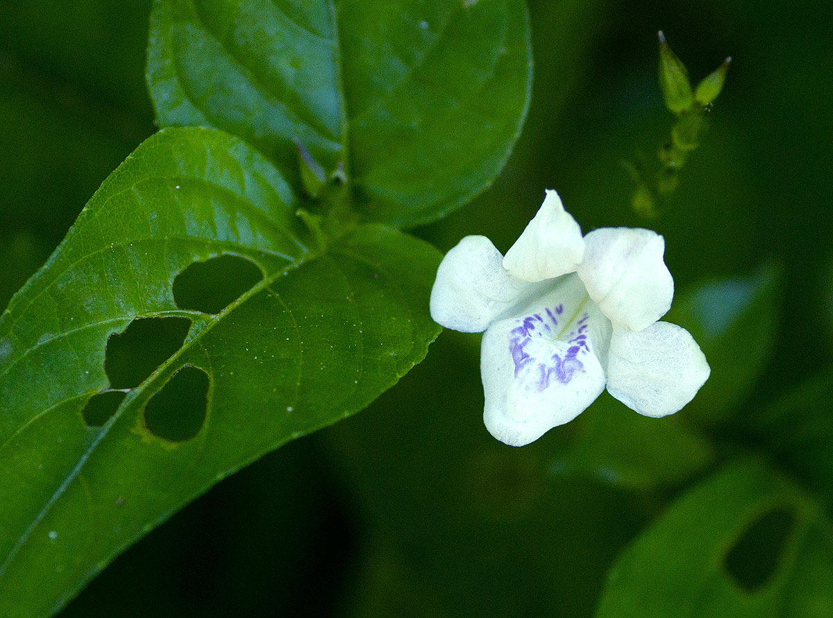 Asystasia intrusa Asystasia intrusa