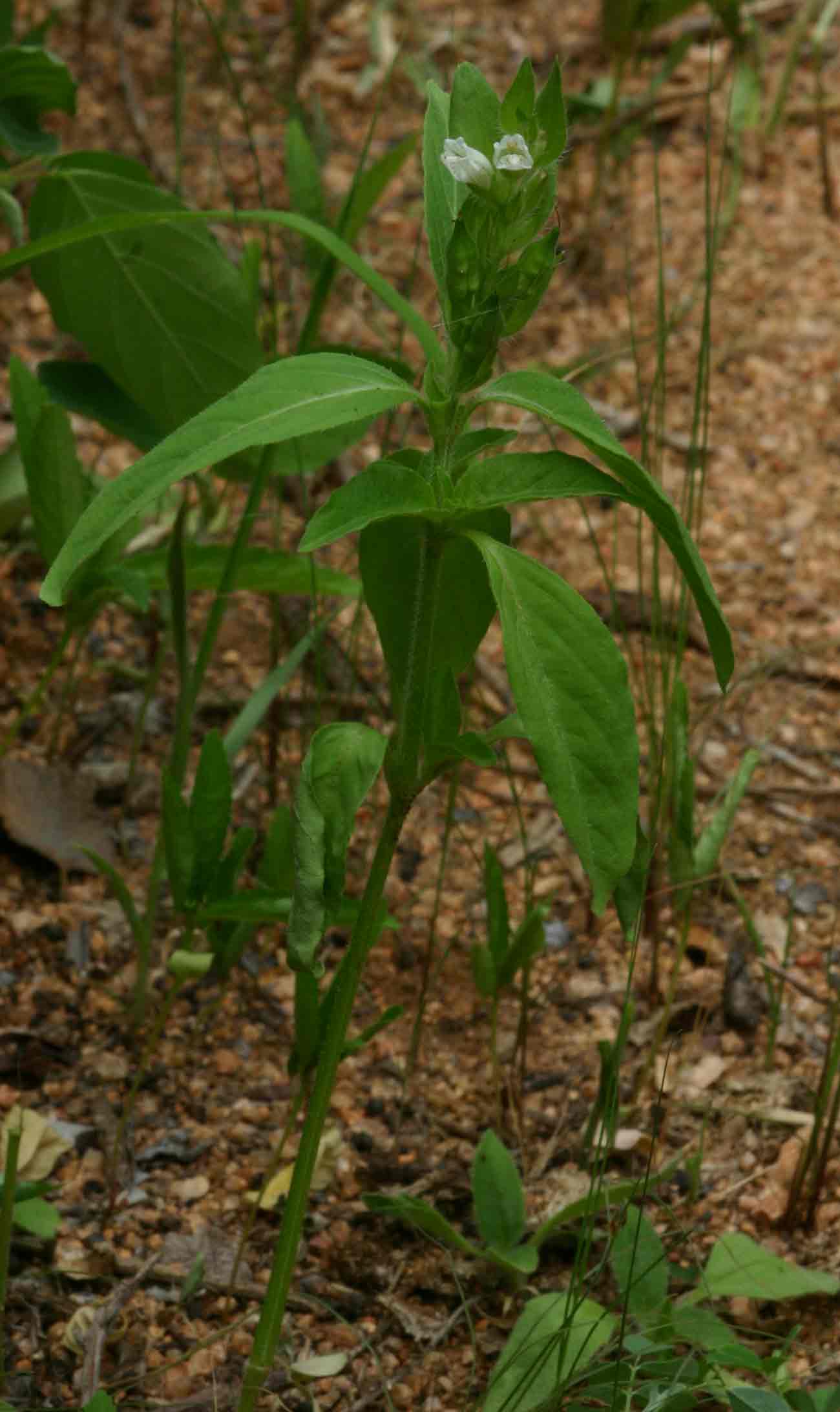 Asystasia mysorensis