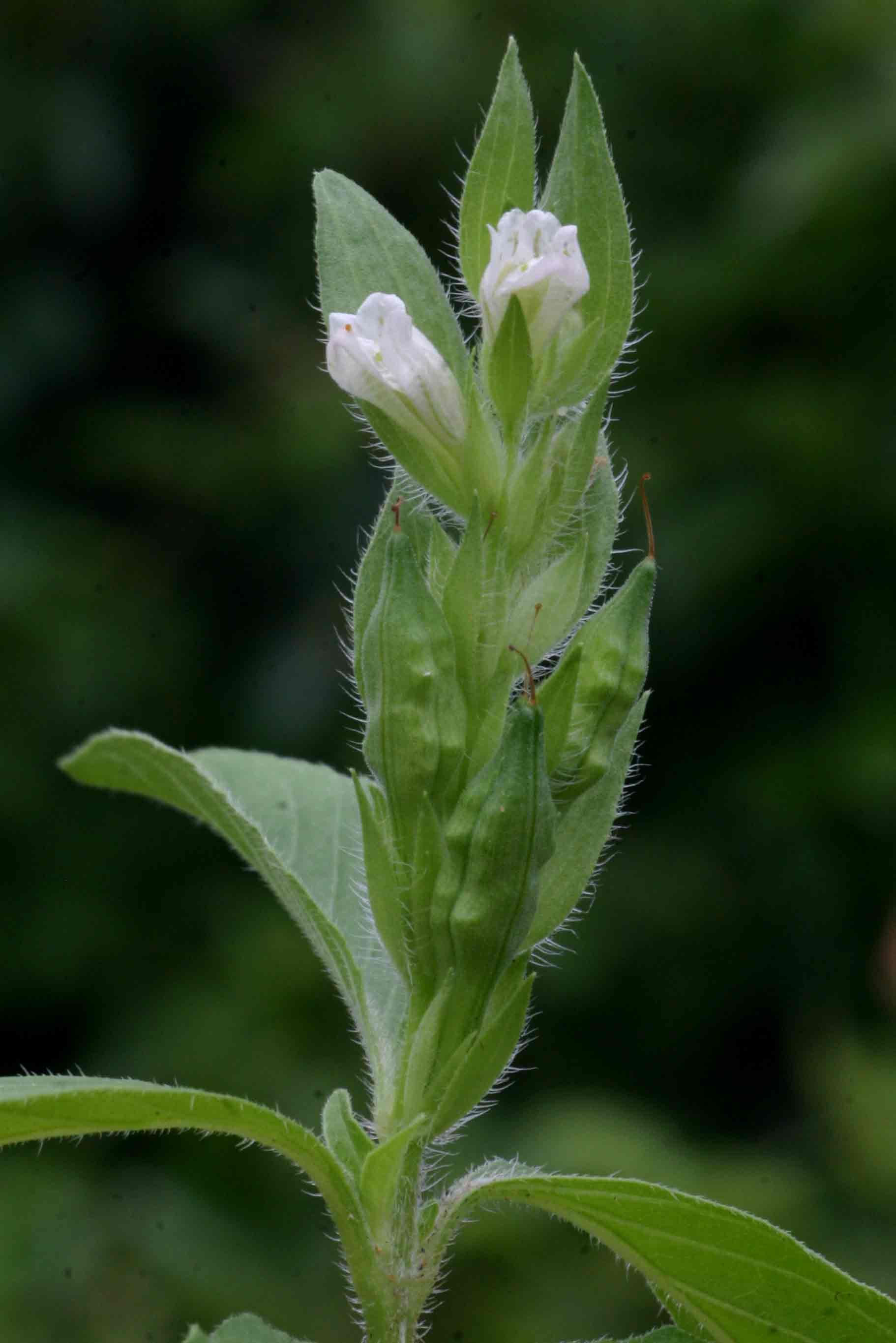 Asystasia mysorensis