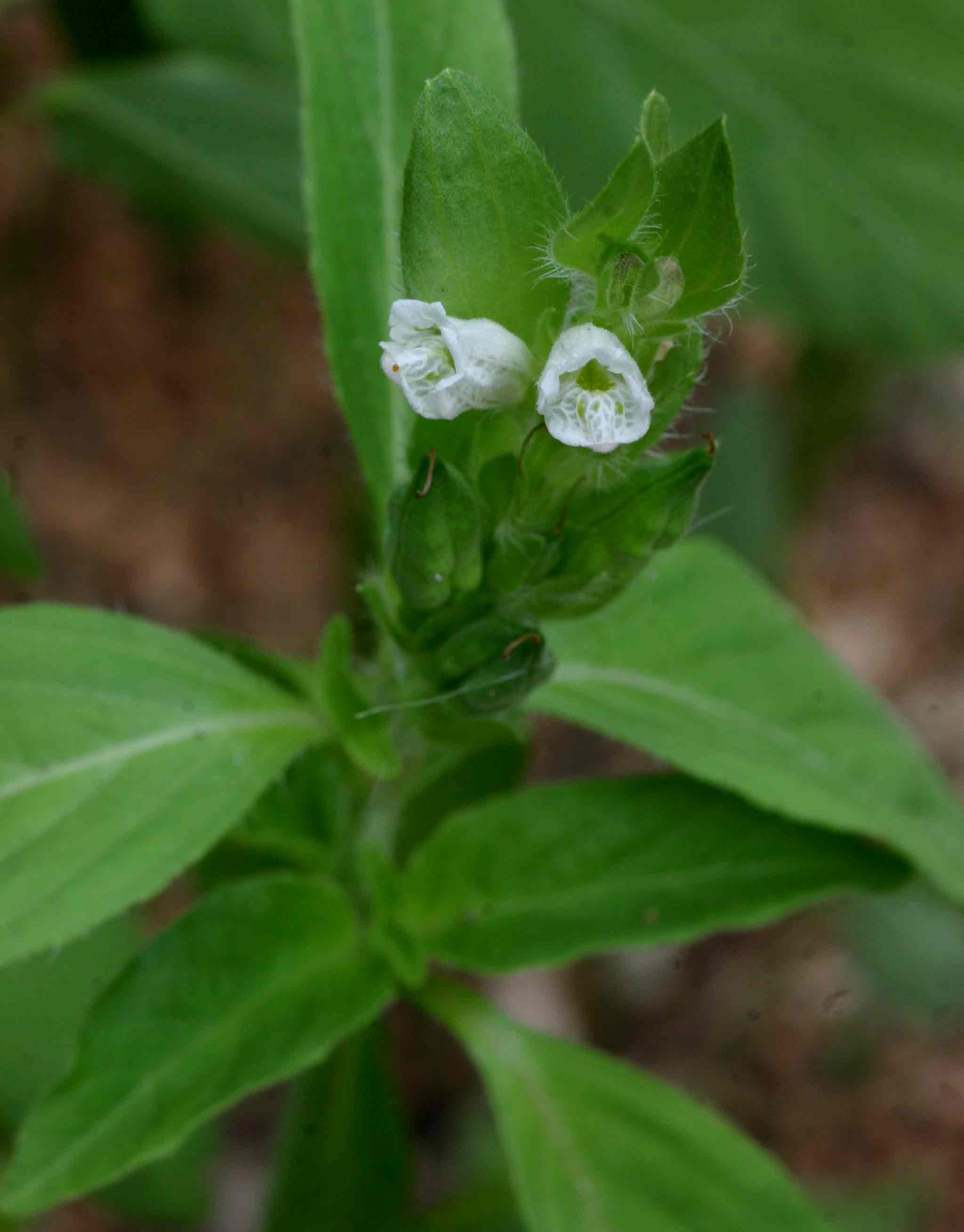 Asystasia mysorensis