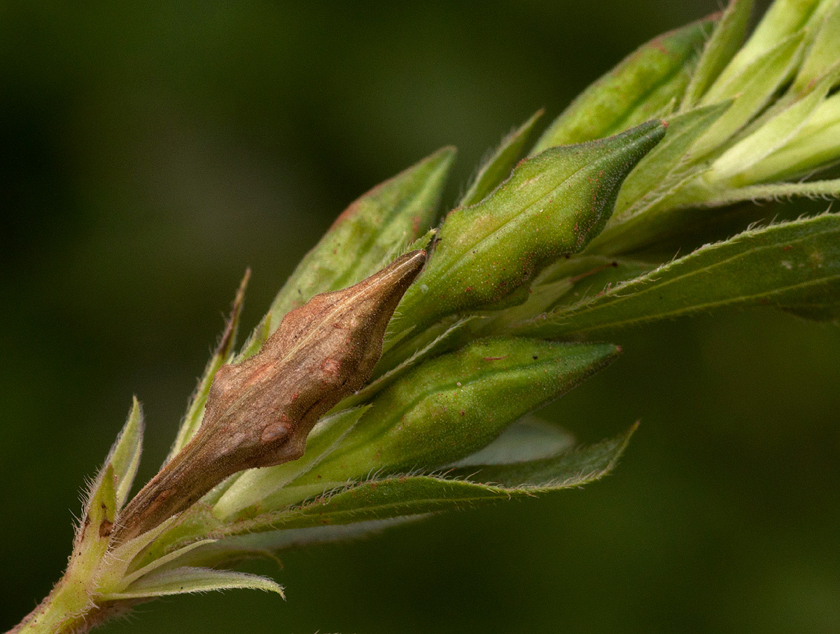 Asystasia mysorensis