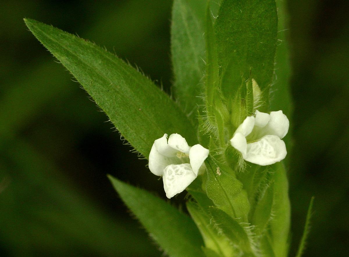 Asystasia mysorensis