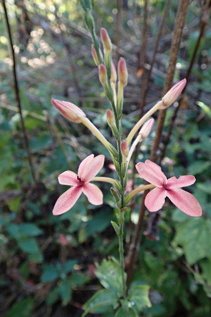 Ruspolia decurrens Ruspolia decurrens