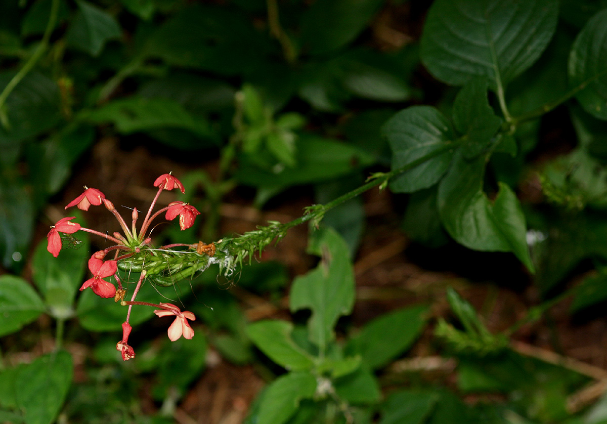 Ruspolia seticalyx Ruspolia seticalyx