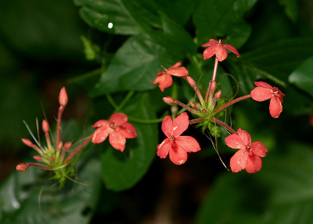 Ruspolia seticalyx Ruspolia seticalyx