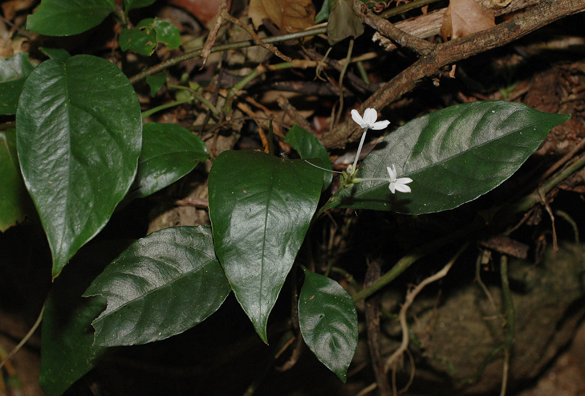 Pseuderanthemum subviscosum