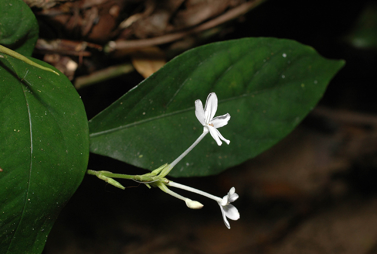 Pseuderanthemum subviscosum