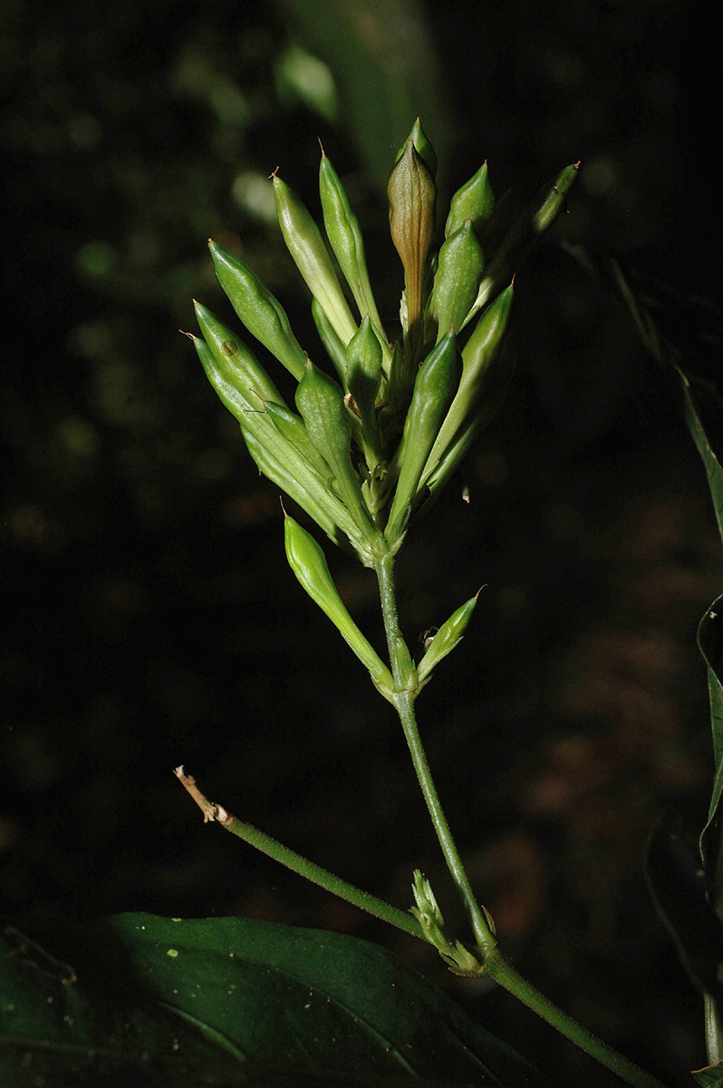 Pseuderanthemum subviscosum