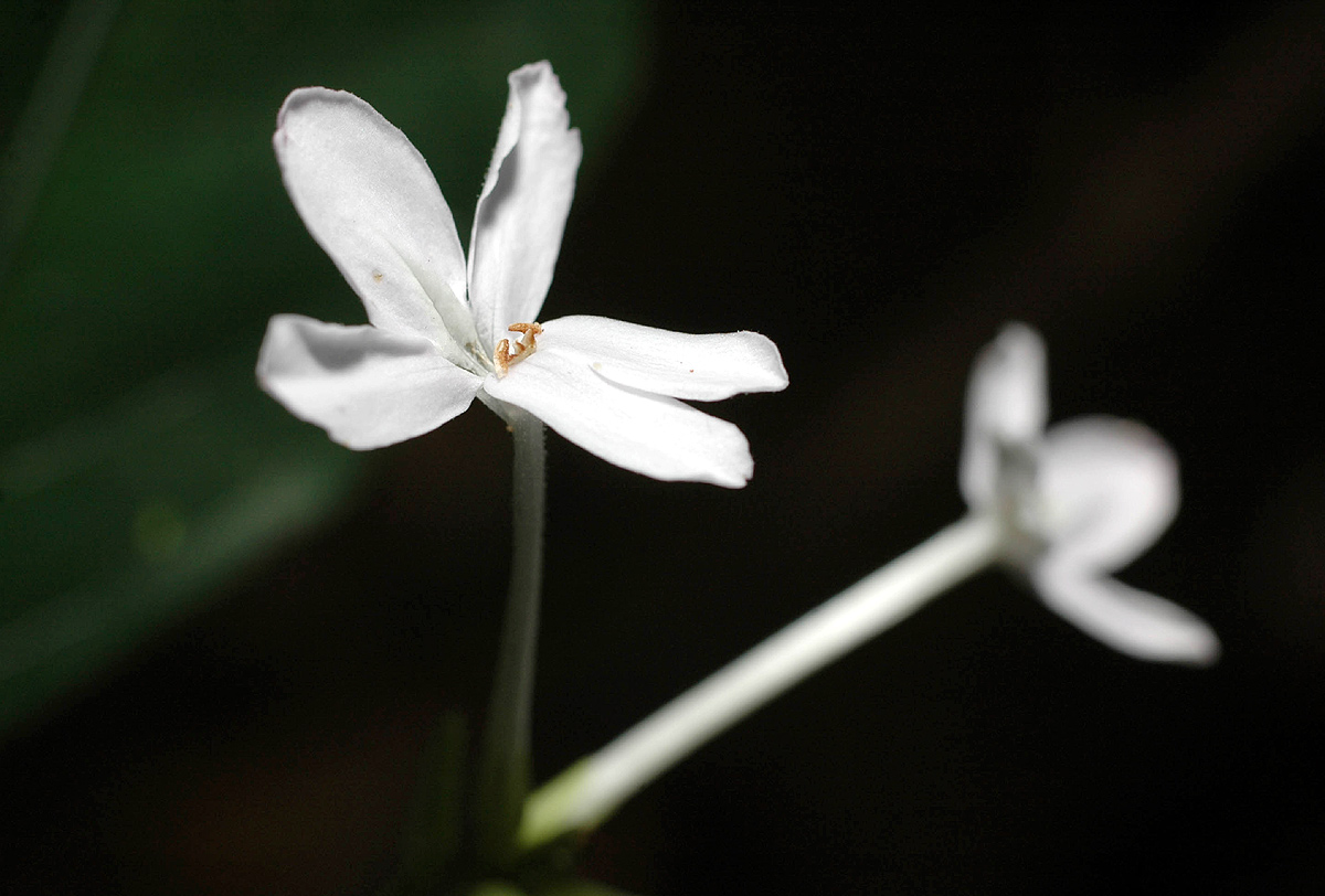 Pseuderanthemum subviscosum