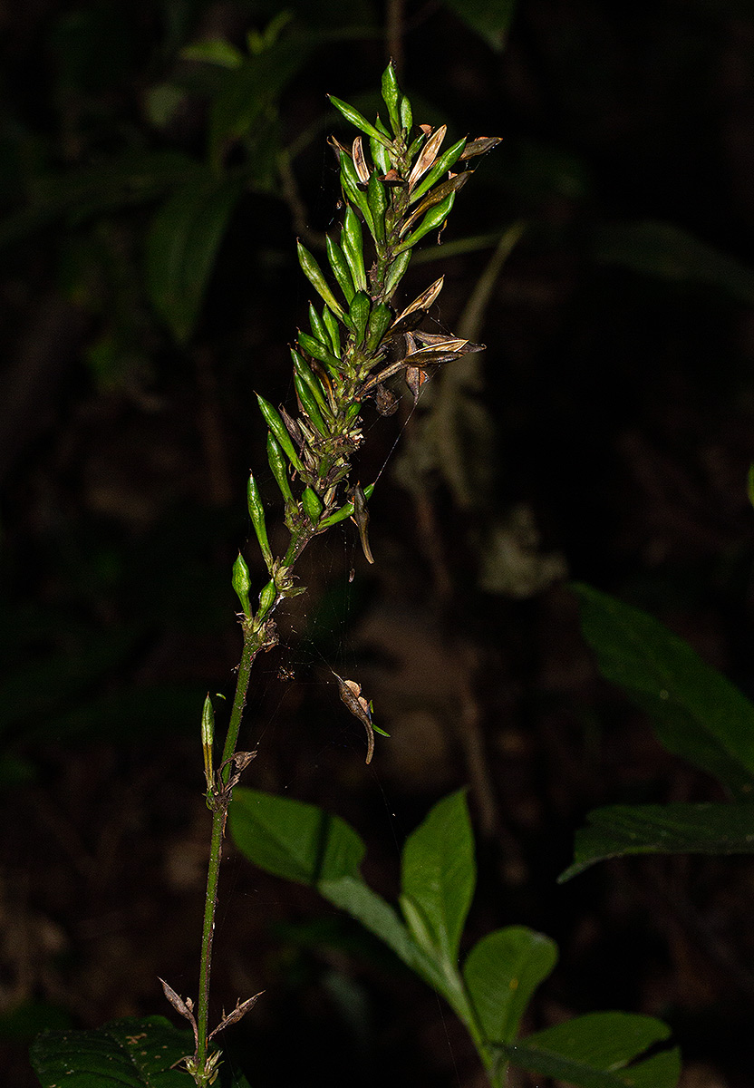 Pseuderanthemum subviscosum