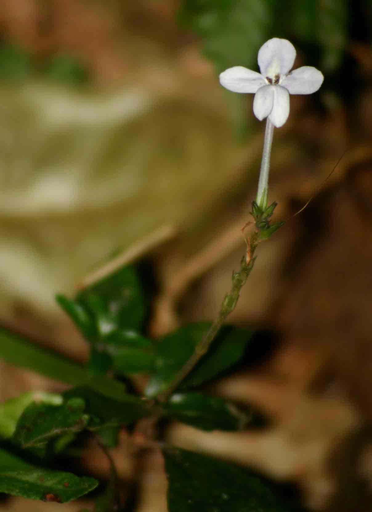 Pseuderanthemum subviscosum