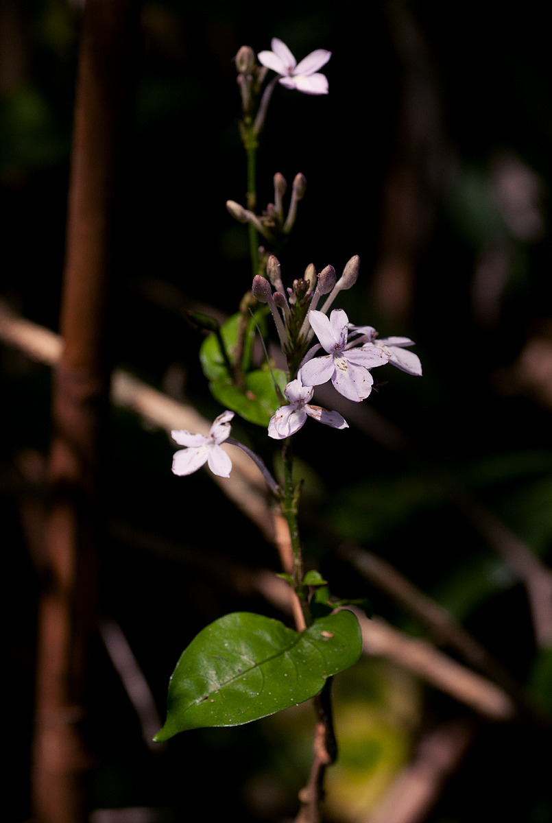 Pseuderanthemum subviscosum Pseuderanthemum subviscosum