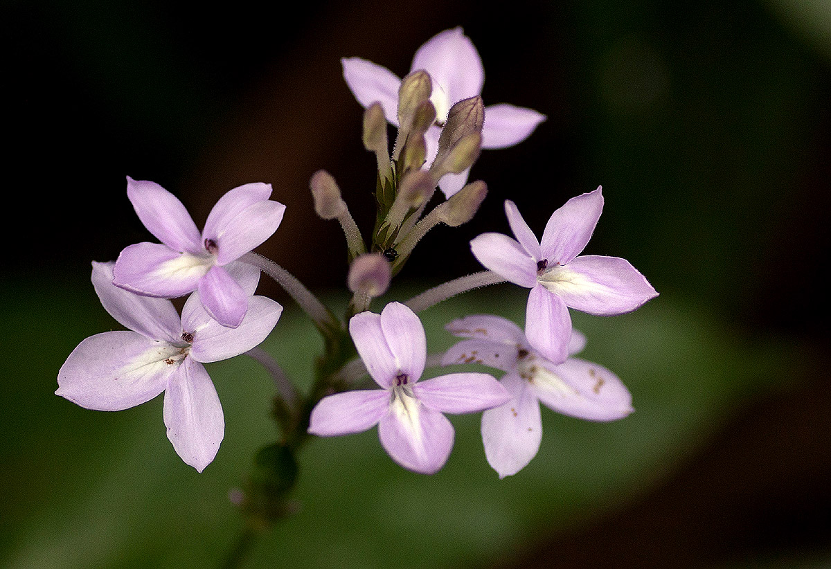 Pseuderanthemum subviscosum Pseuderanthemum subviscosum