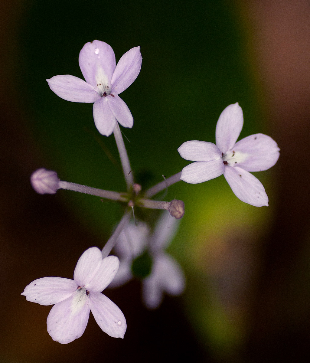 Pseuderanthemum subviscosum