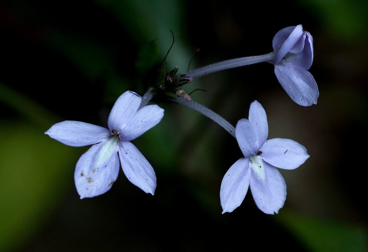 Pseuderanthemum subviscosum