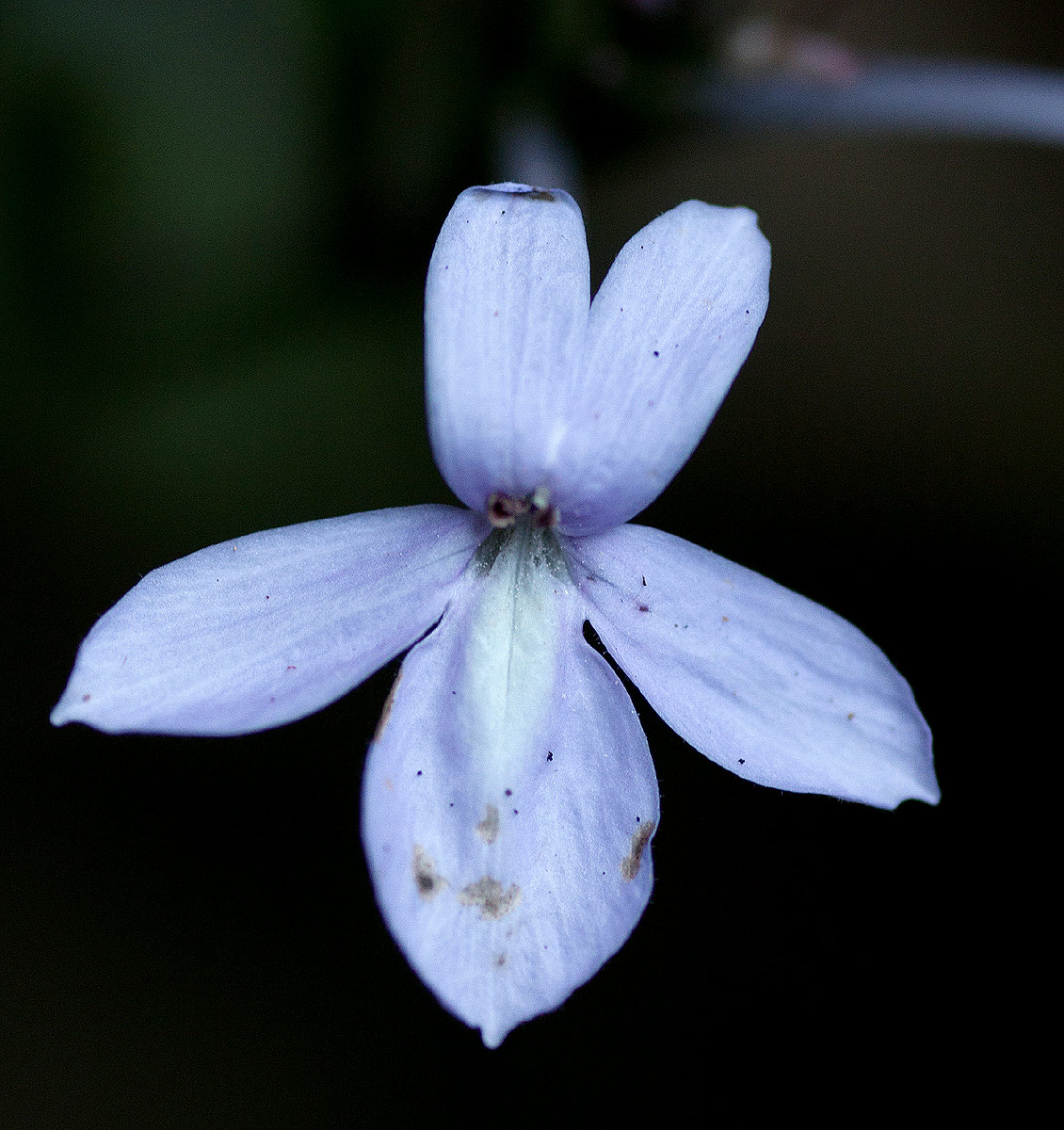 Pseuderanthemum subviscosum