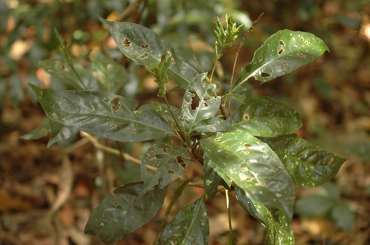 Pseuderanthemum subviscosum