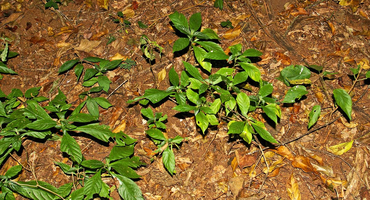 Anisotes pubinervius