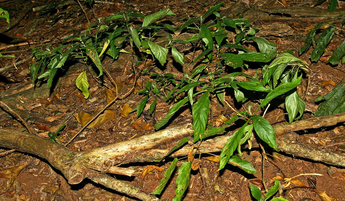 Anisotes pubinervius