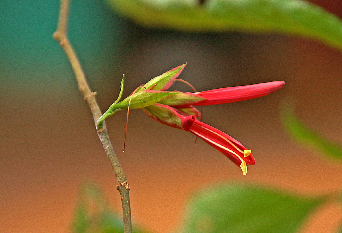 Anisotes pubinervius