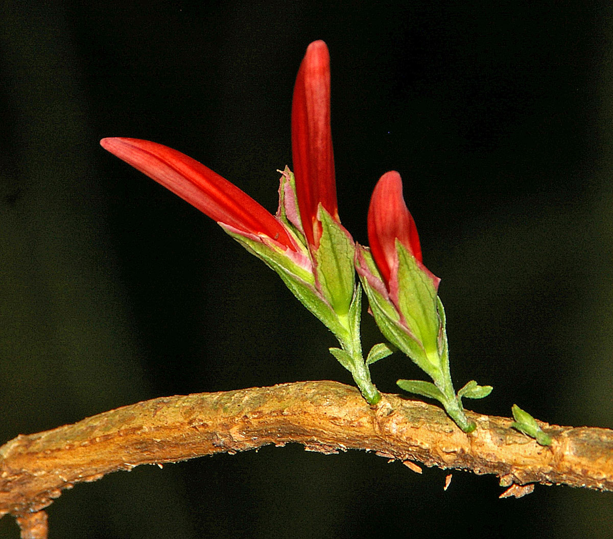 Anisotes pubinervius