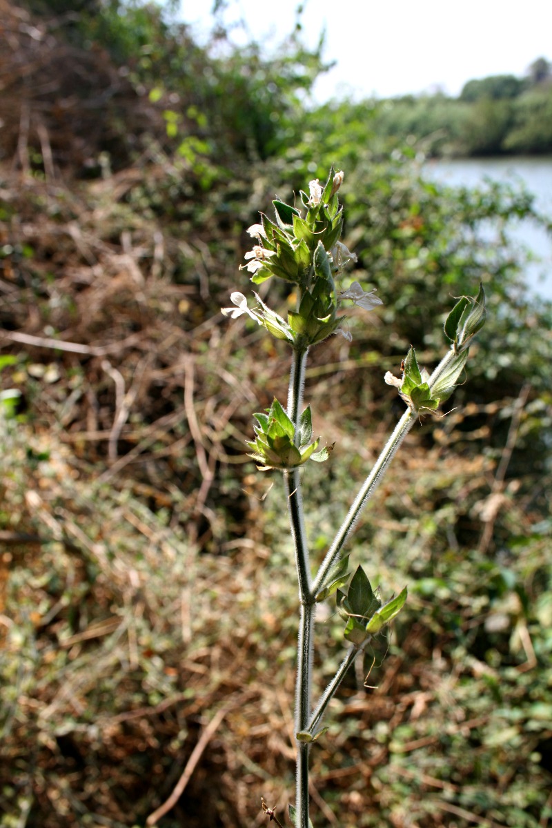 Dicliptera heterostegia