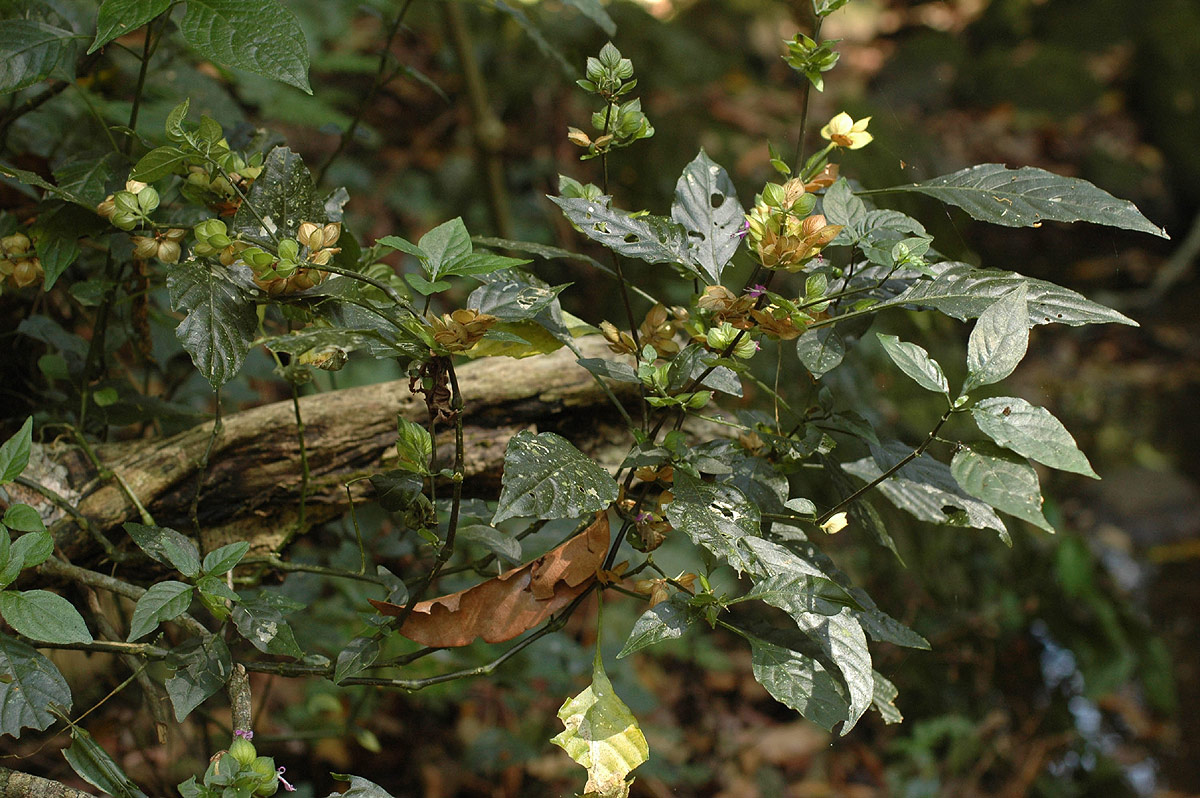 Dicliptera heterostegia