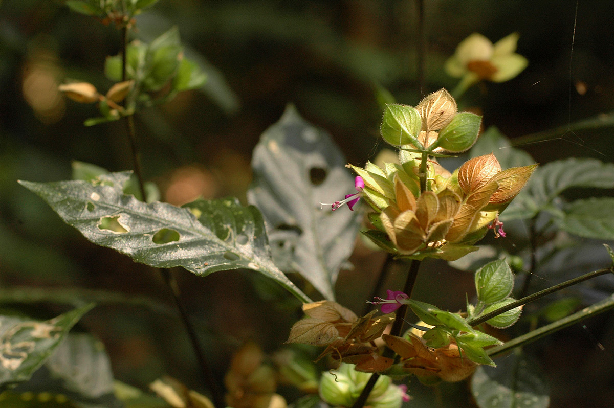 Dicliptera heterostegia