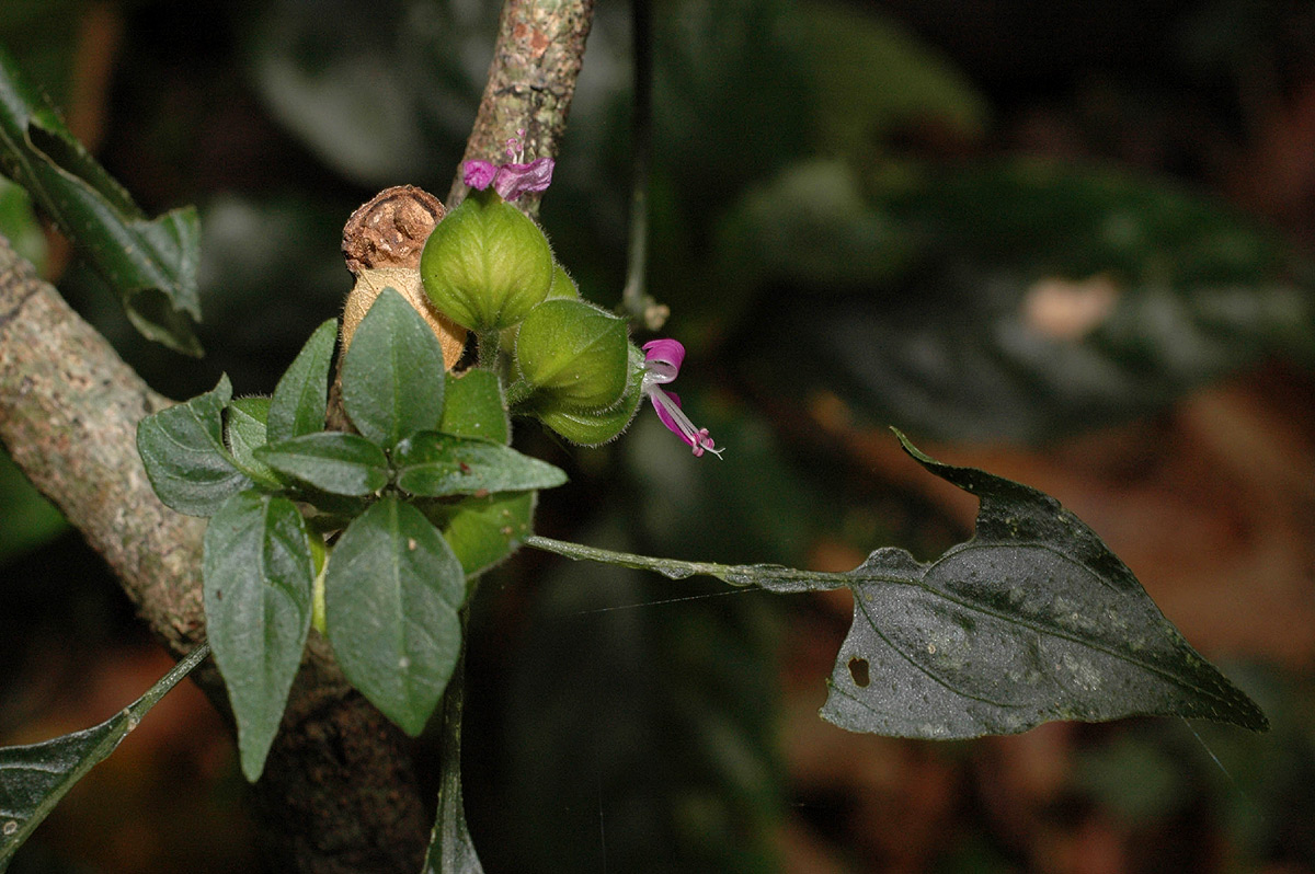 Dicliptera heterostegia