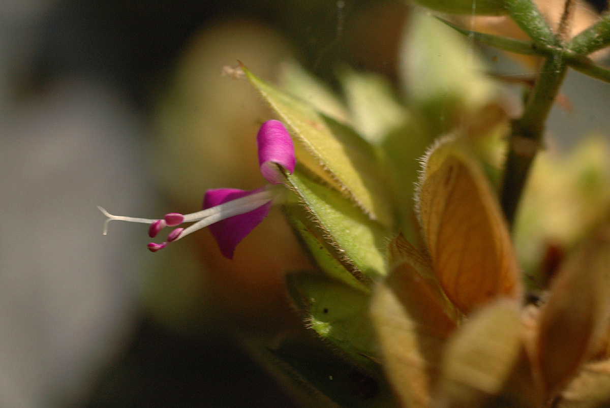 Dicliptera heterostegia
