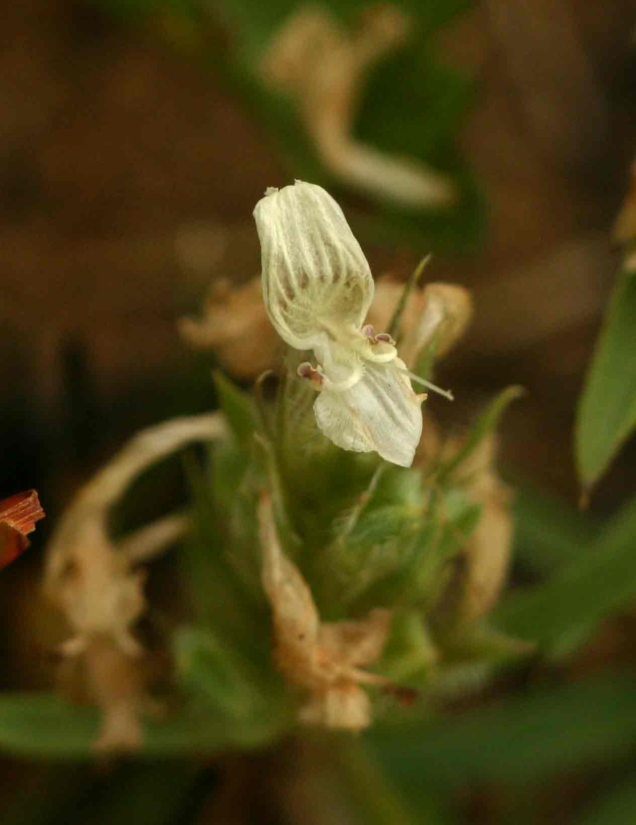 Dicliptera melleri