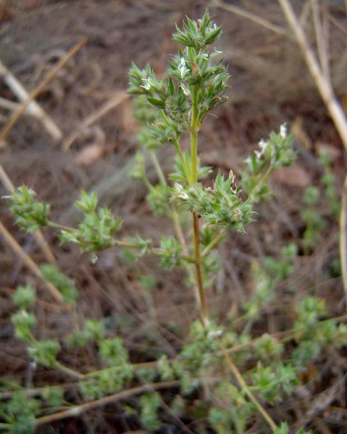 Dicliptera verticillata