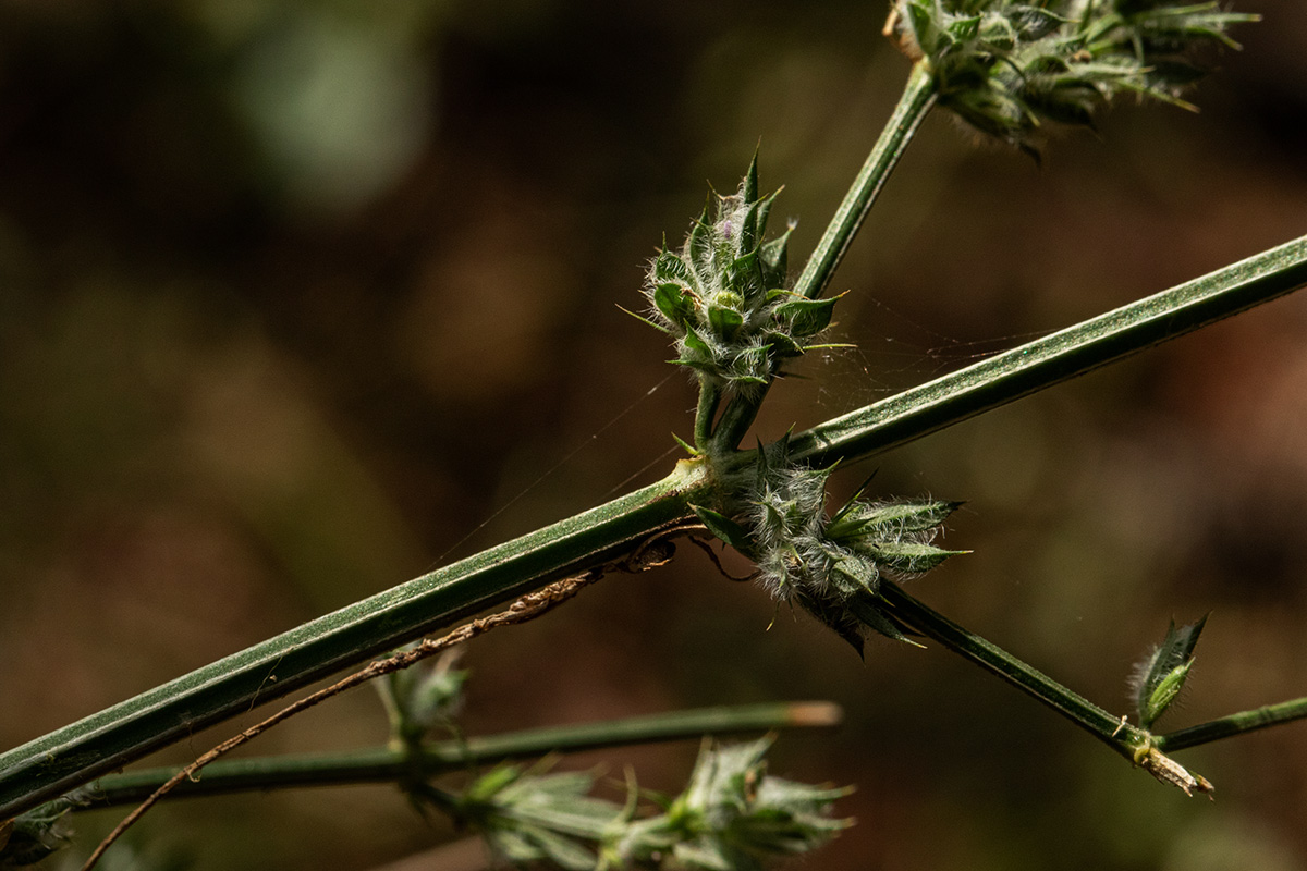 Dicliptera verticillata