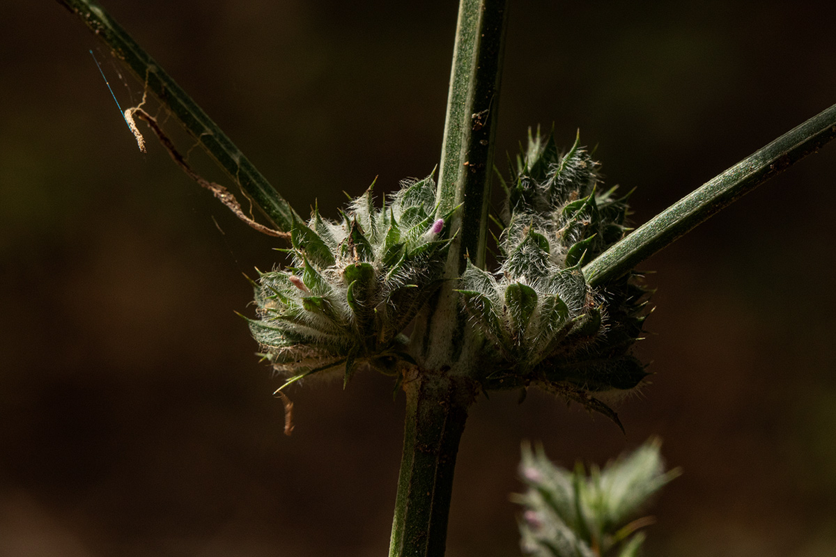 Dicliptera verticillata