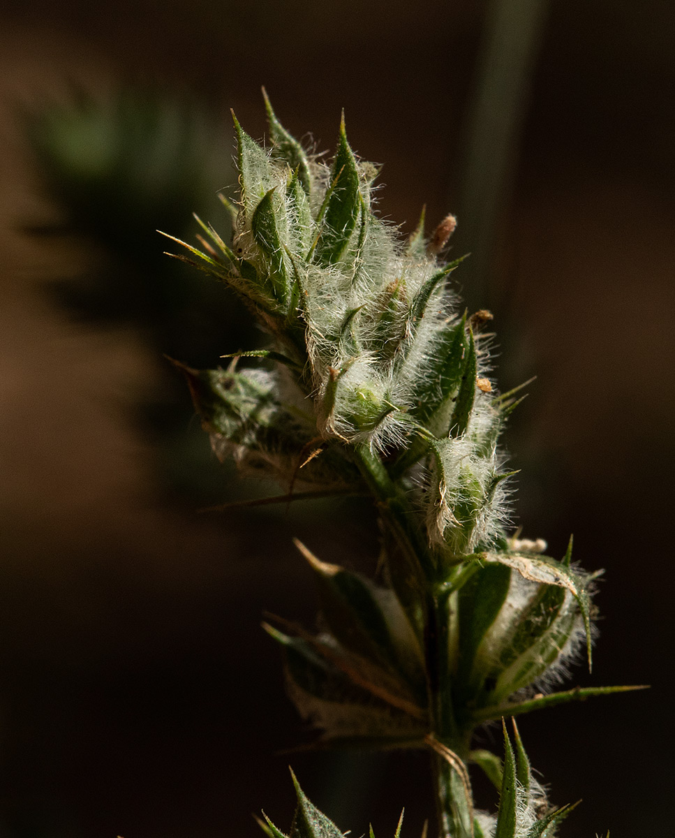 Dicliptera verticillata