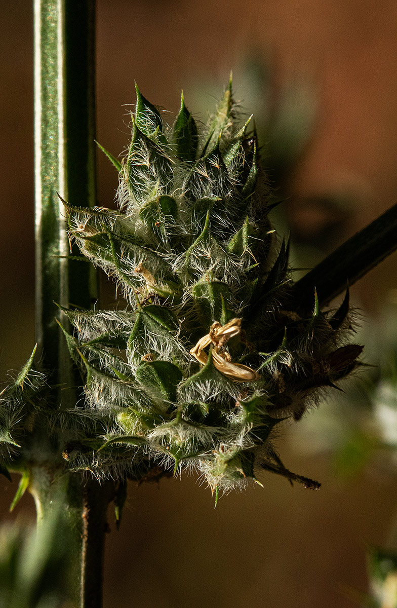 Dicliptera verticillata