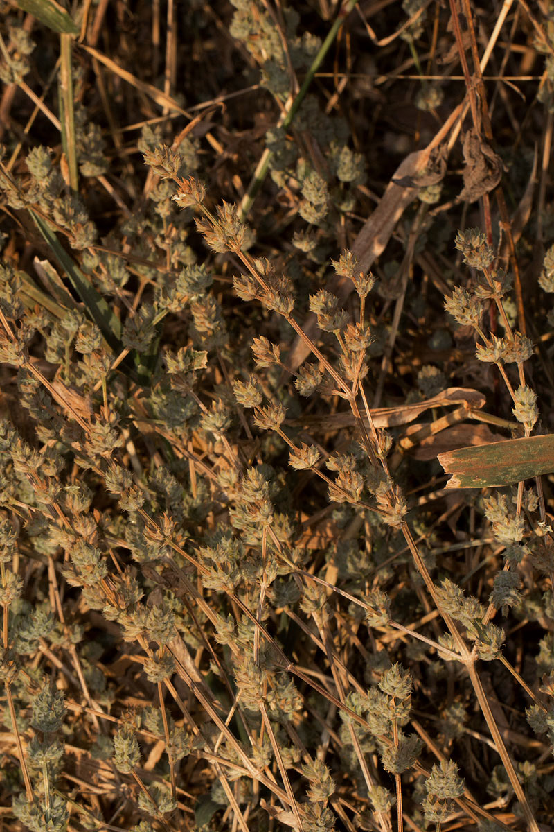 Dicliptera verticillata