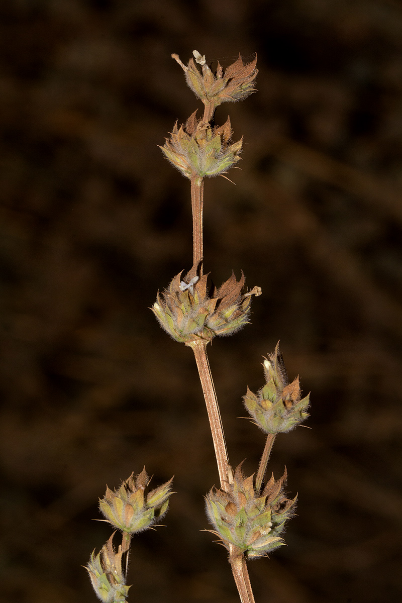 Dicliptera verticillata