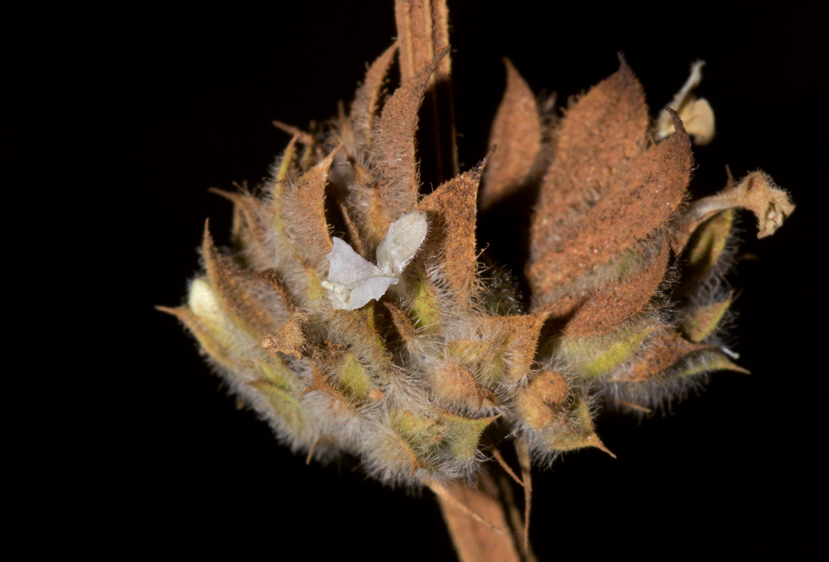 Dicliptera verticillata Dicliptera verticillata