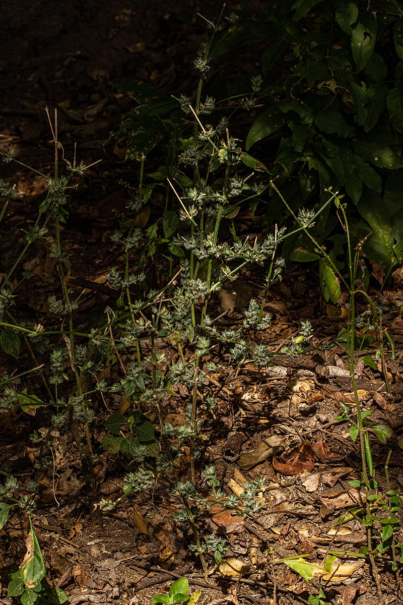 Dicliptera verticillata Dicliptera verticillata