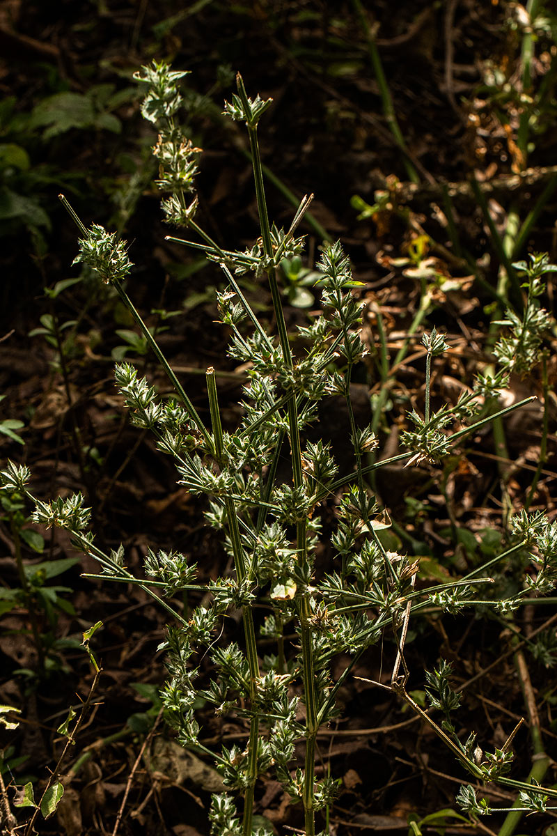 Dicliptera verticillata