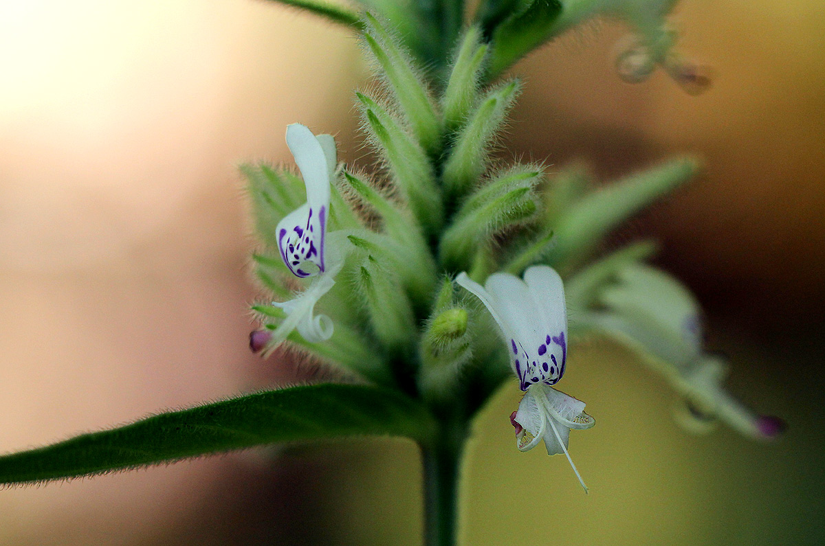 Hypoestes forskaolii subsp. forskaolii Hypoestes forskaolii subsp. forskaolii