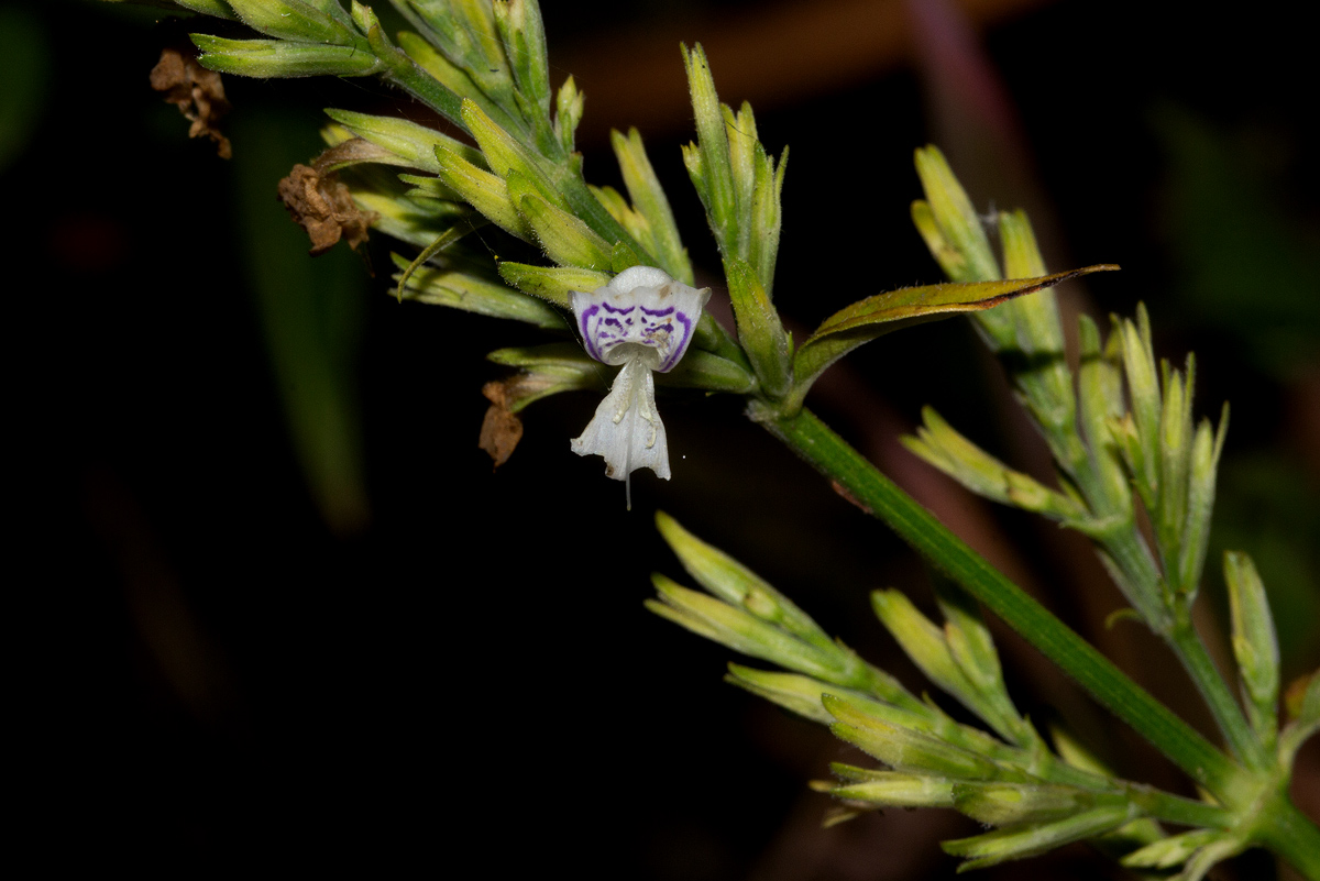 Hypoestes forskaolii subsp. forskaolii Hypoestes forskaolii subsp. forskaolii
