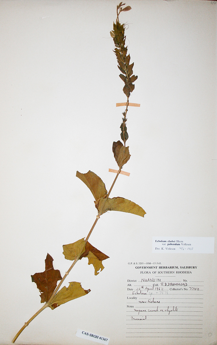 Ecbolium clarkei var. puberulum Ecbolium clarkei var. puberulum