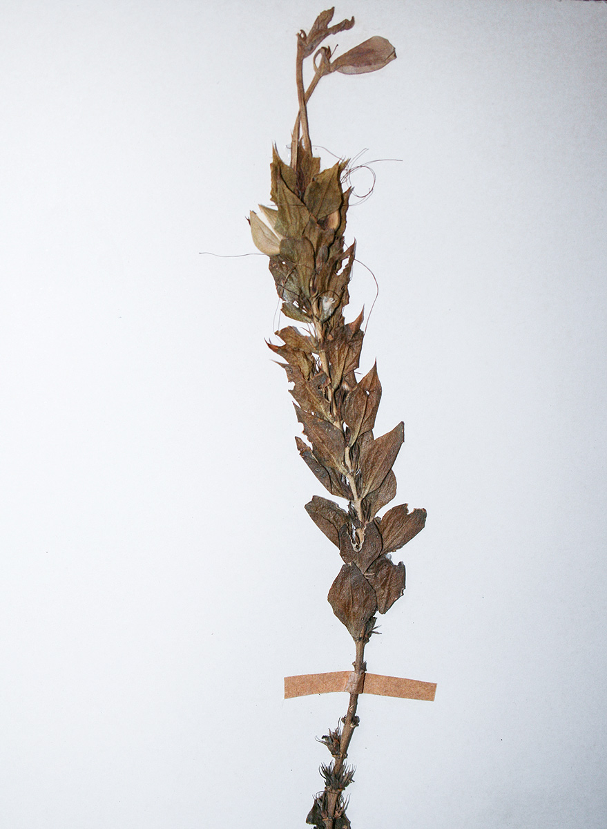 Ecbolium clarkei var. puberulum Ecbolium clarkei var. puberulum