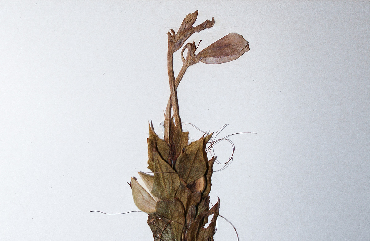 Ecbolium clarkei var. puberulum Ecbolium clarkei var. puberulum