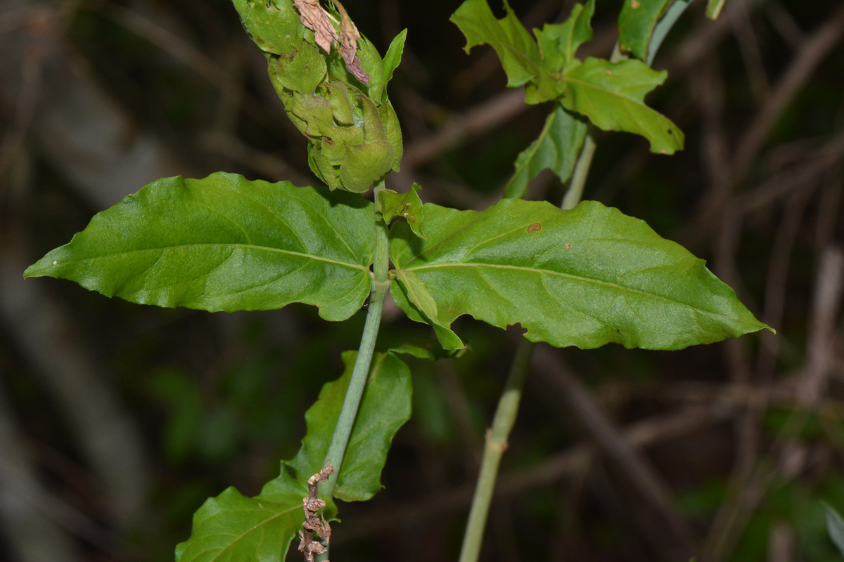 Ecbolium clarkei var. puberulum Ecbolium clarkei var. puberulum